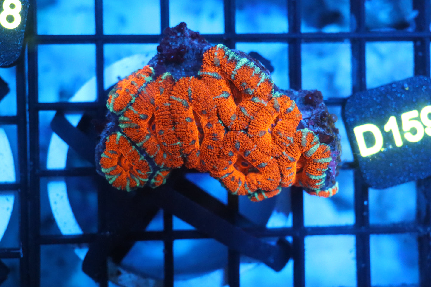 Micromussa Lord Colony (D159)