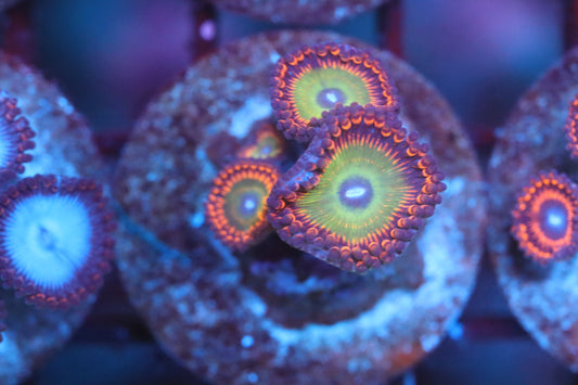 Sunny Day Zoa (A162)
