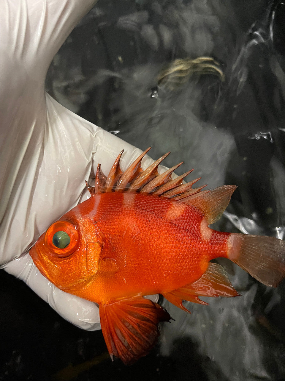 3 Japanese bigeye | Pristigenys niphonia  (5")