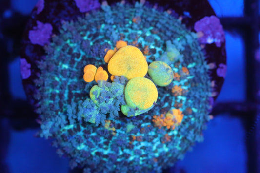 OG Bounce Mushroom 1” (C100)