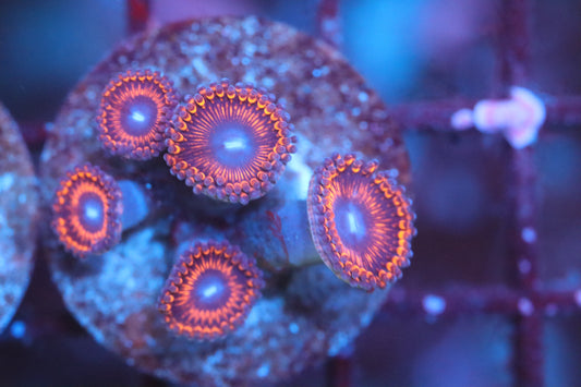 Ring of Fire Zoa (A172)