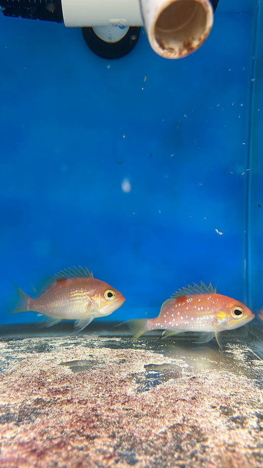 Pair of Pearl-spotted Anthias | Selenanthias analis (4") female