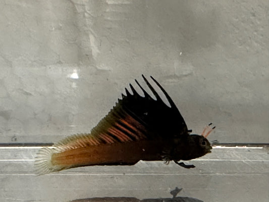 Gulf Signal Blenny PAIR | Emblemaria hypacanthus