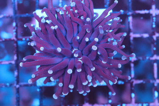 Pink Tip Aussie Torch (D141)