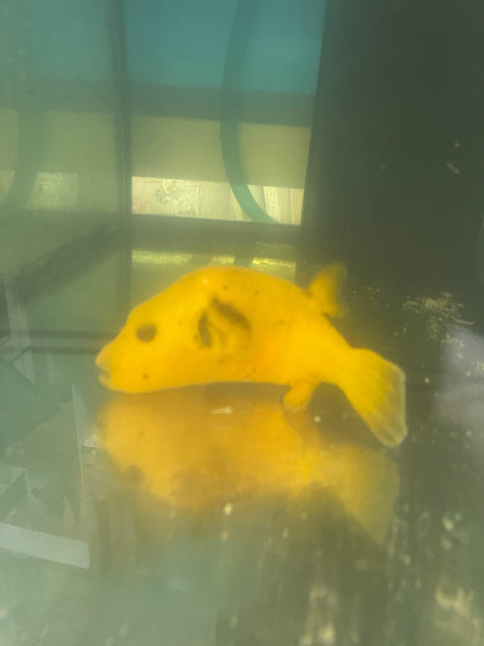 Golden Pufferfish (Kenya - XL 10-11”)