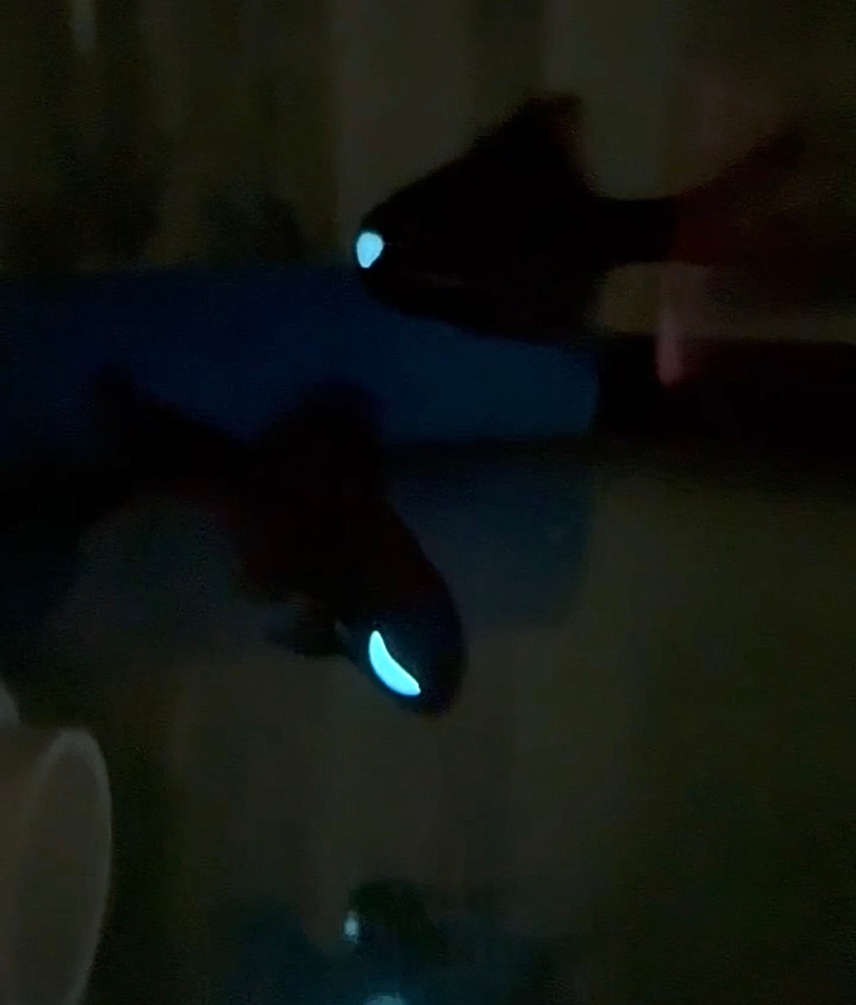 Spltfin Fish Split-fin Flashlight Fish – NYAquatic