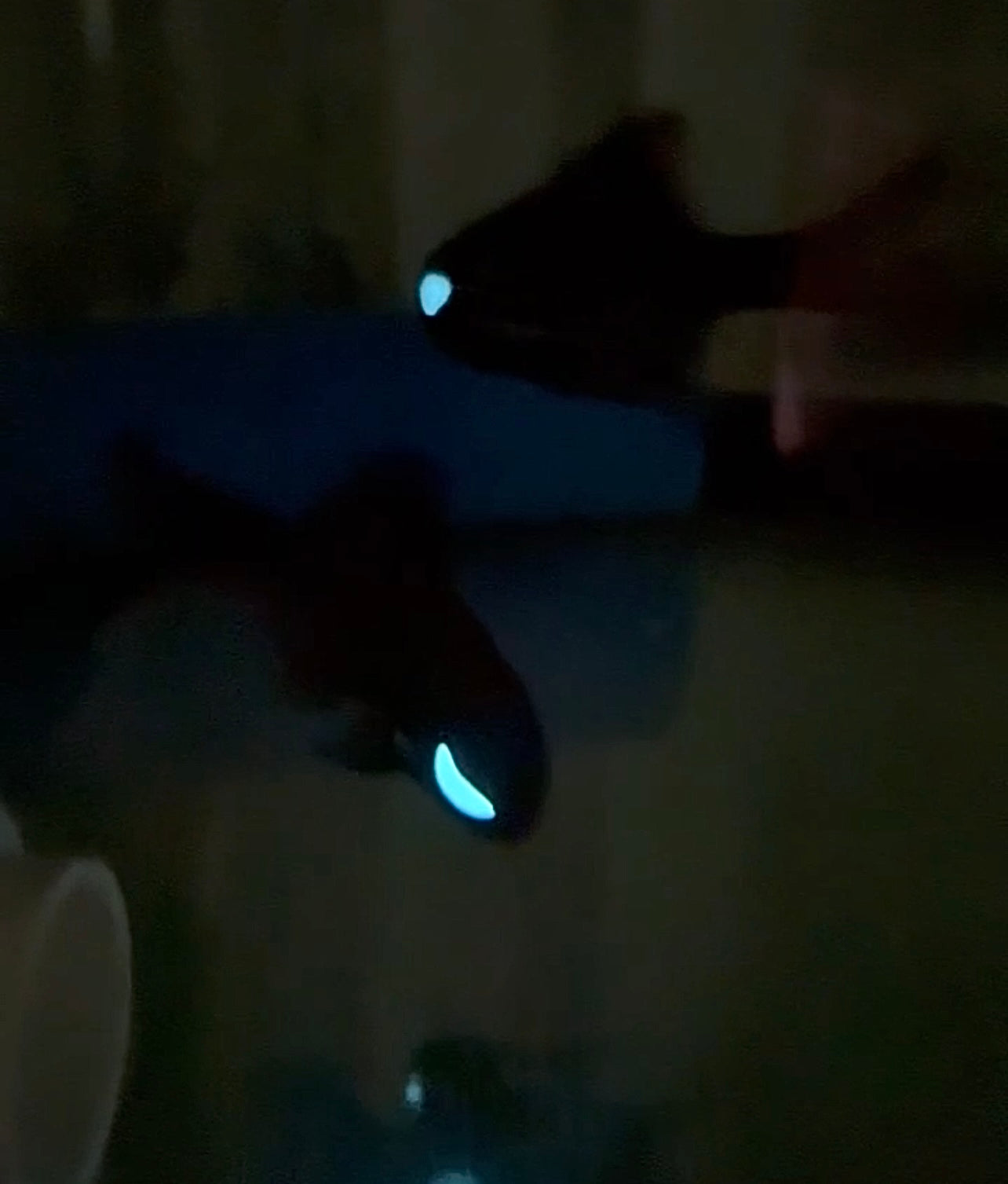 Split-fin Flashlight Fish