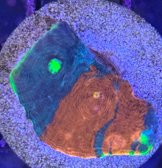 Jellybean Chalice frag (B144)