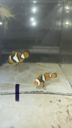 True Percula Clownfish-super black pair 1 WYSIWYG