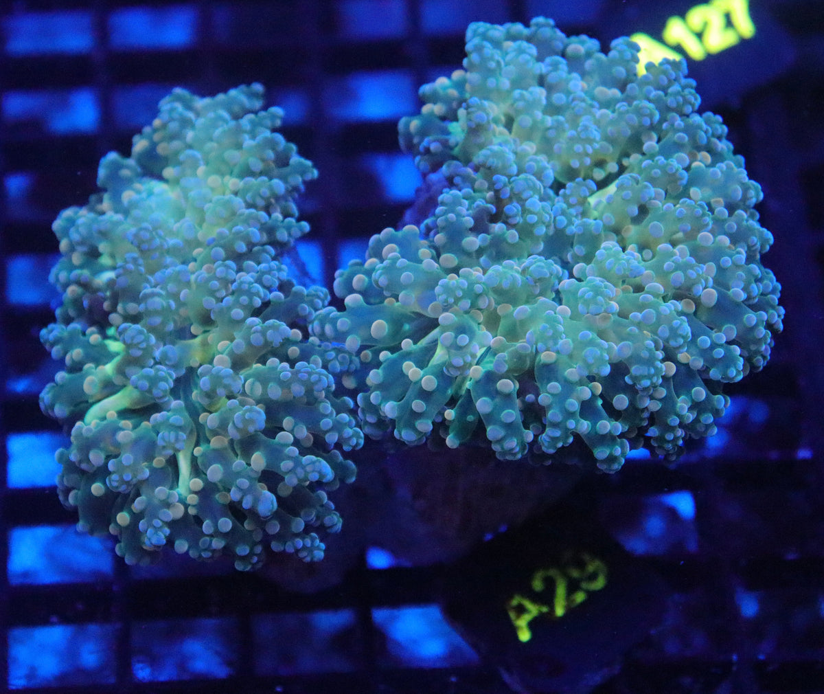 Neon Cotton Candy Branching Frogspawn (2 Fat Heads) (A29)