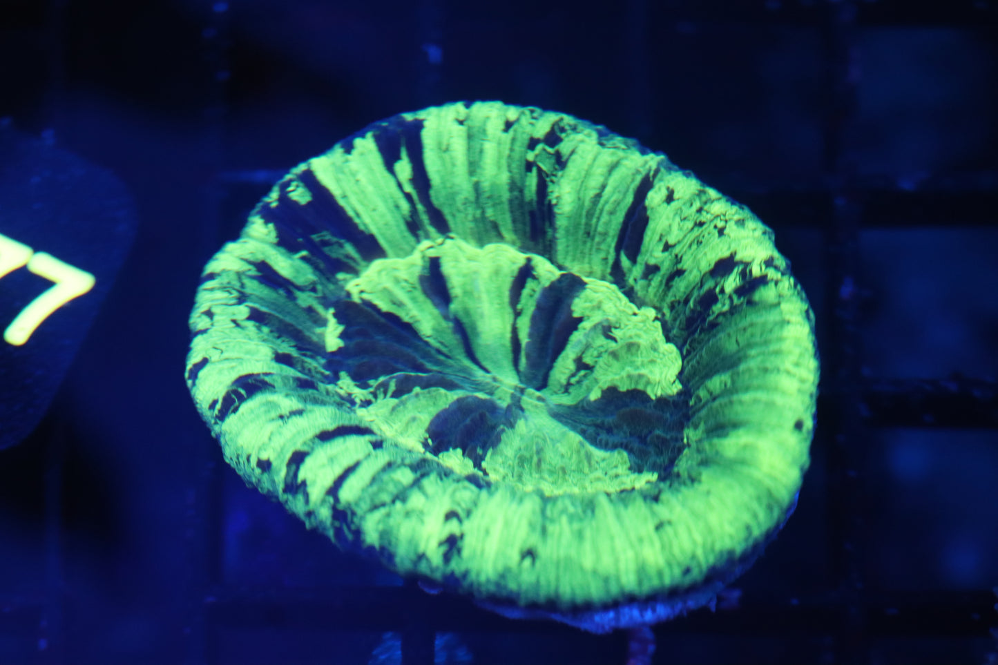 Aussie Neon Stripe Scoly (B210)