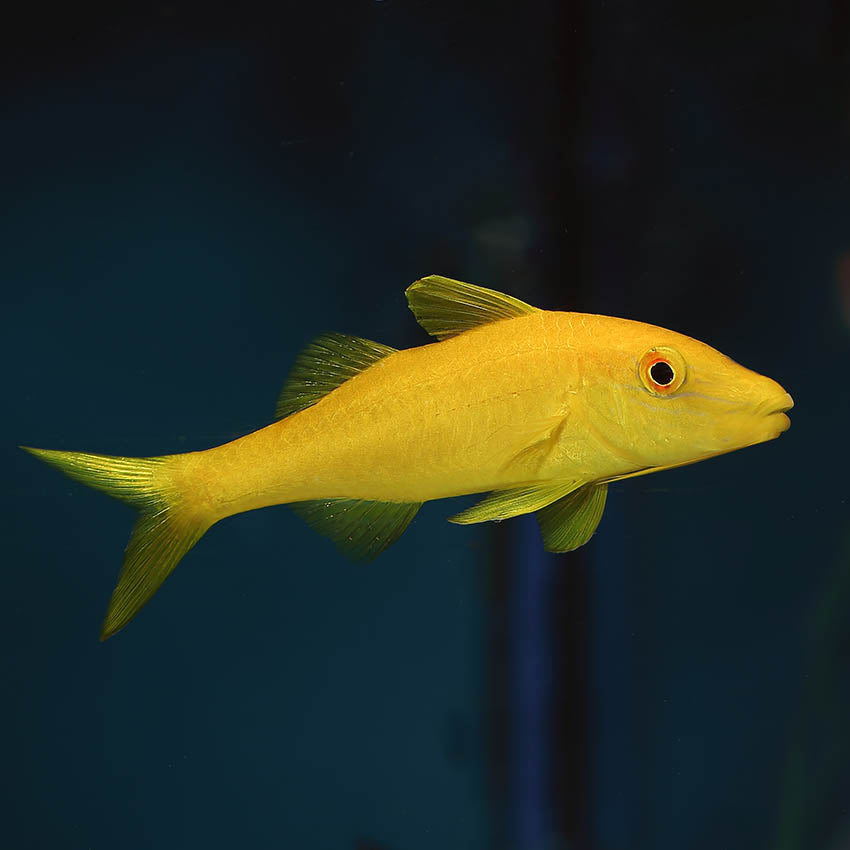 Yellow goatfish -Parupeneus cyclostoma
