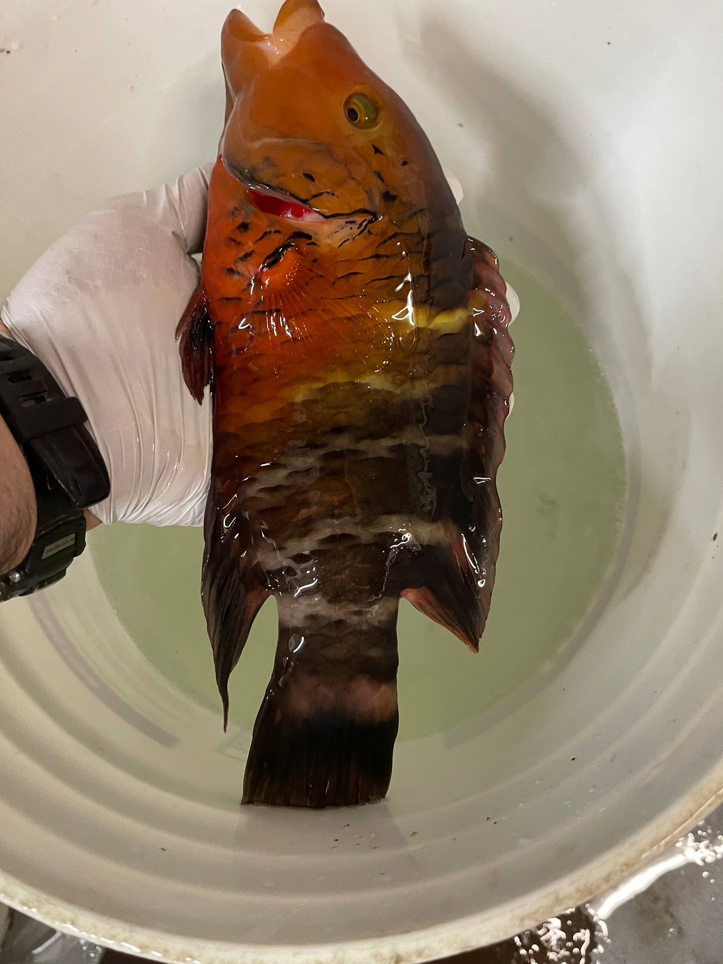 Red Sea Red Breasted Wrasse | Cheilinus Faschiatus (12")