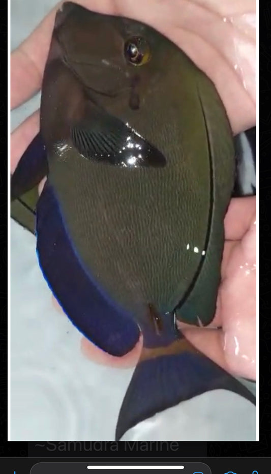 Tailring Surgeonfish-10”