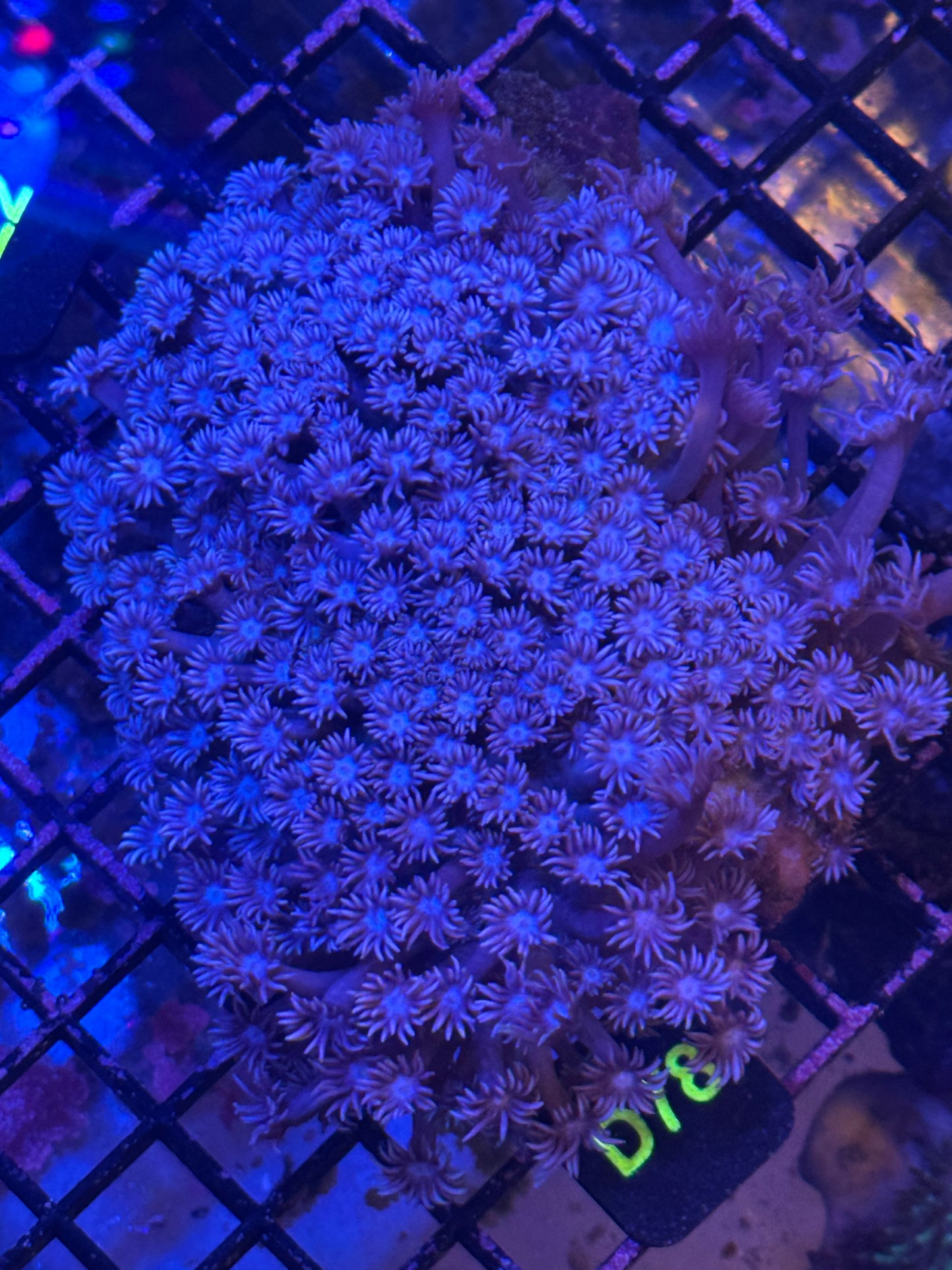 Extra Large Goni Colony (D78)