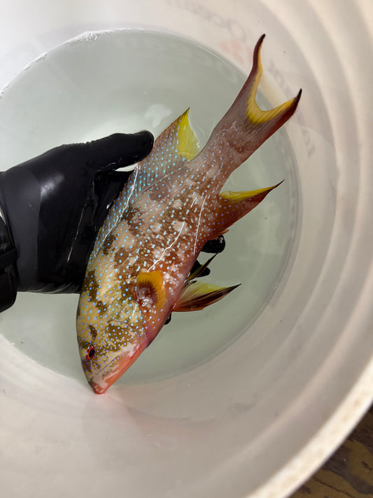 Cherry Grouper (10”)