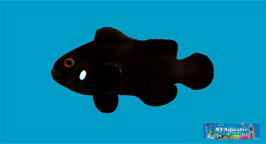 Domino Clownfish (4-5cm)