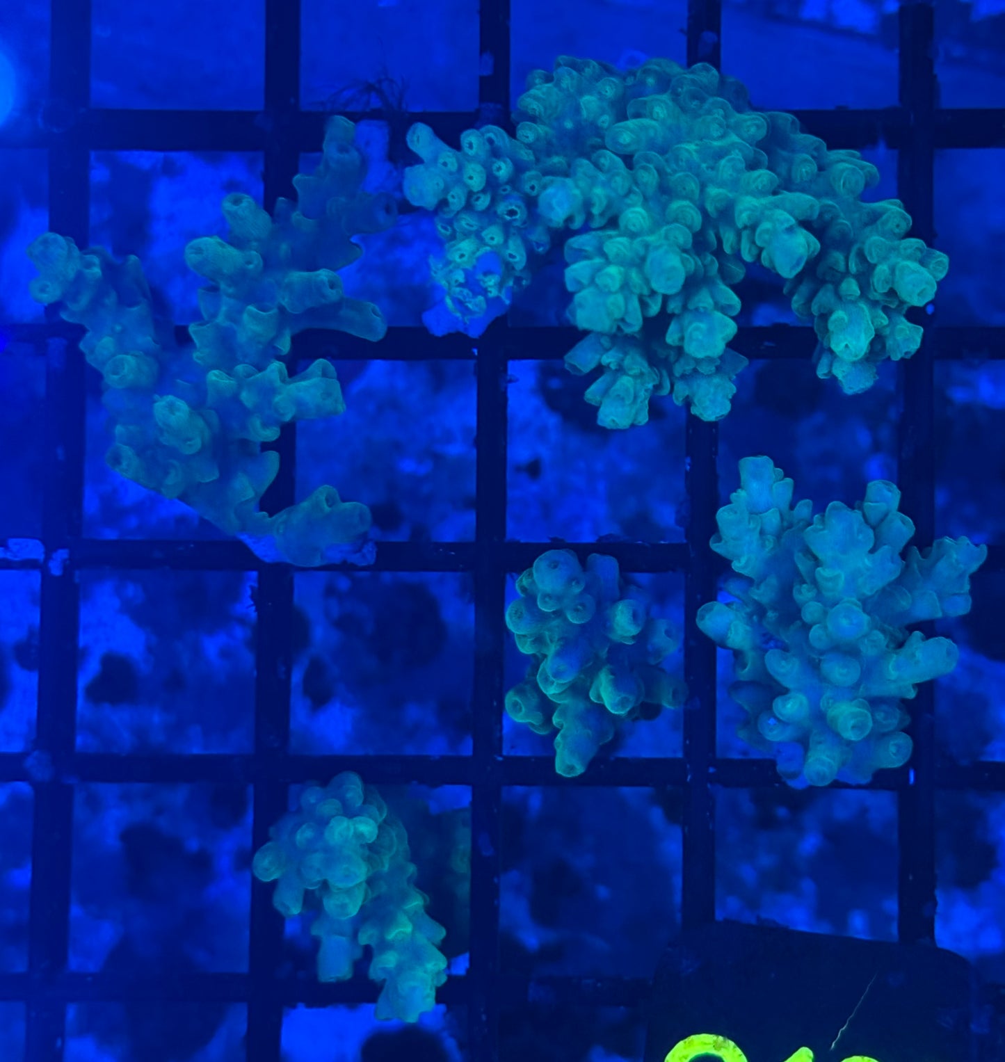 SPS Acropora Frags (C188) WYSIWYG