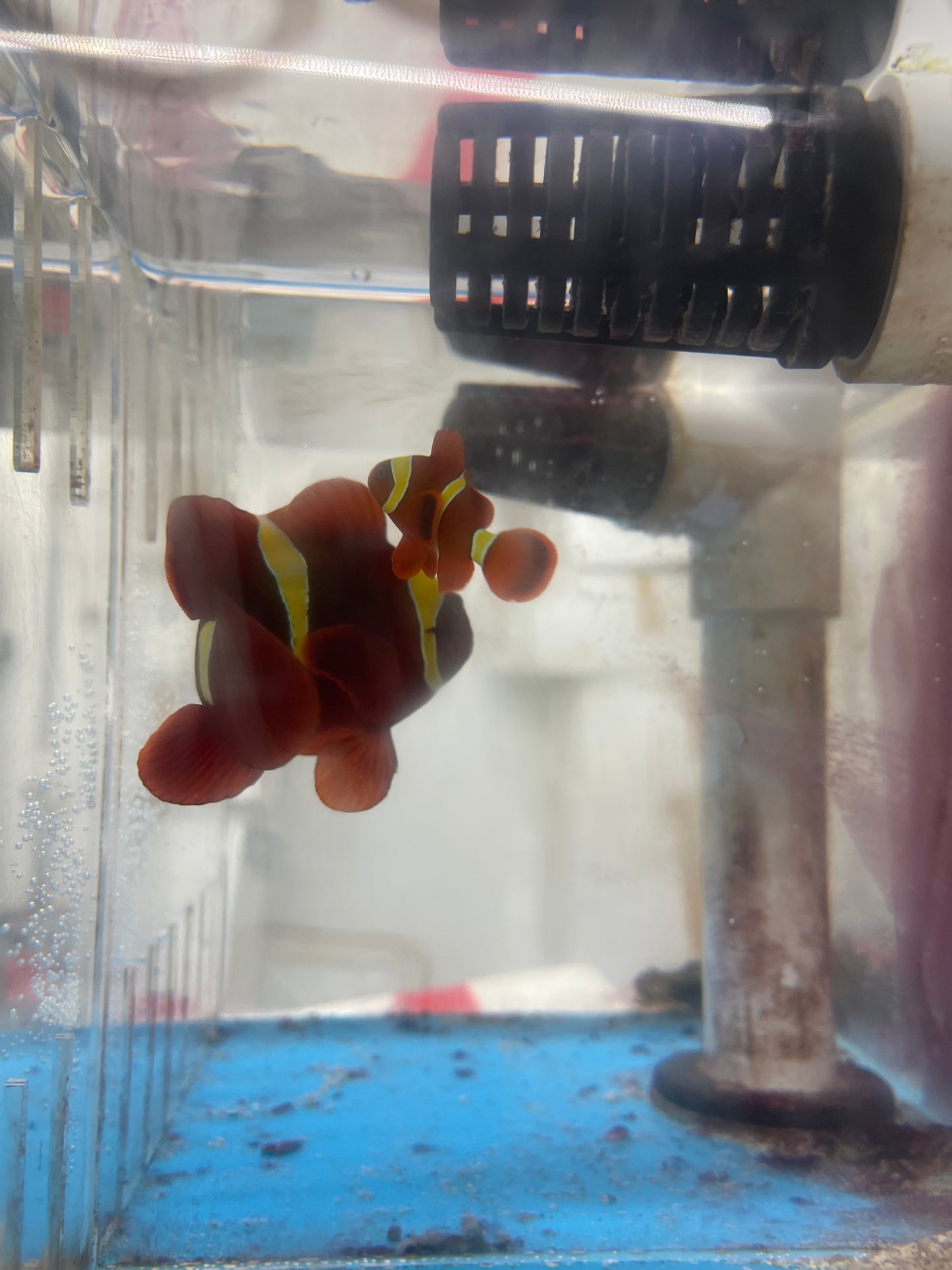 Gold Stripe Maroon Clownfish Pair (WYSIWYG)