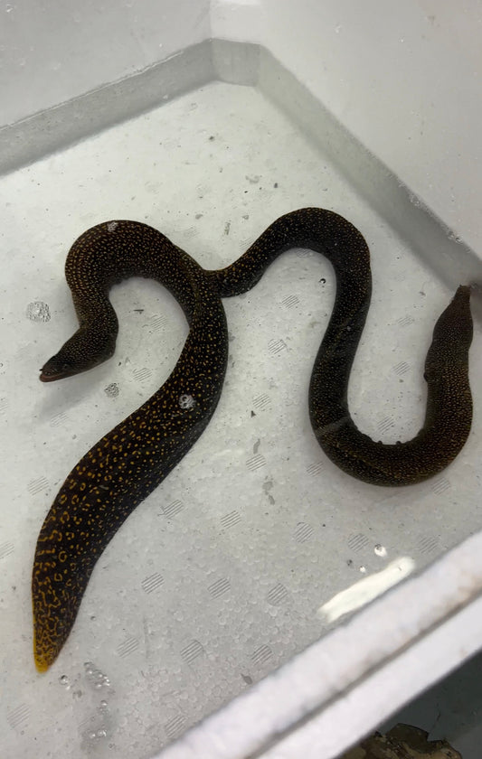 Brazillian Yellow Tail Light Form Eel (Gymnothorax Miliaris ) 12-14”