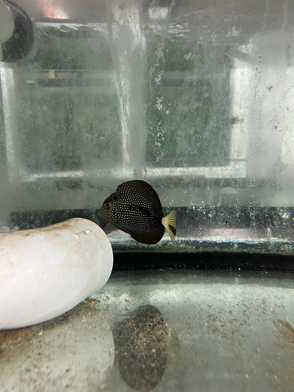 “Shadowstreak” Gem Tang - ONE OF A KIND (wysiwyg)