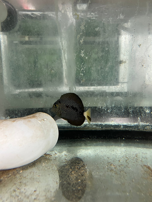 “Shadowstreak” Gem Tang - ONE OF A KIND (wysiwyg)