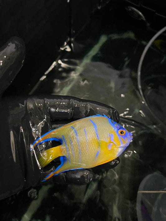 Queen Angelfish (3-4")