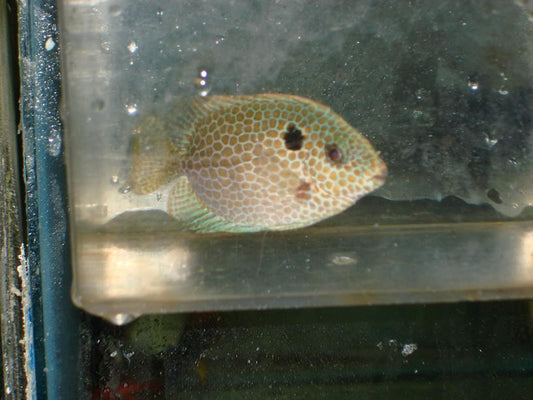 Orange Spotted Rabbitfish (8"+)
