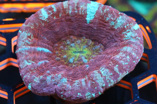 Ultra Strawberry Ice Scolymia