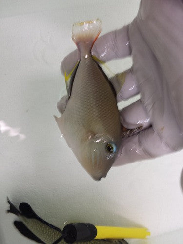 Crosshatch Trigger (Xanthichthys mento)-4 1/4" male