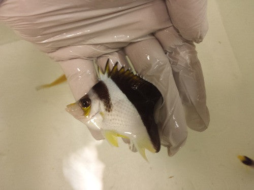 Tinker/Burgess Hybrid Butterfly (2-3")