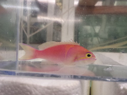 Aurora Anthias (Pseudanthias calloura)