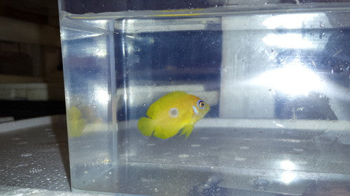 Blue Spot Lemonpeel Angel-2"