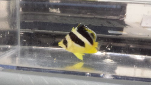 Mitratus Butterfly (2”)