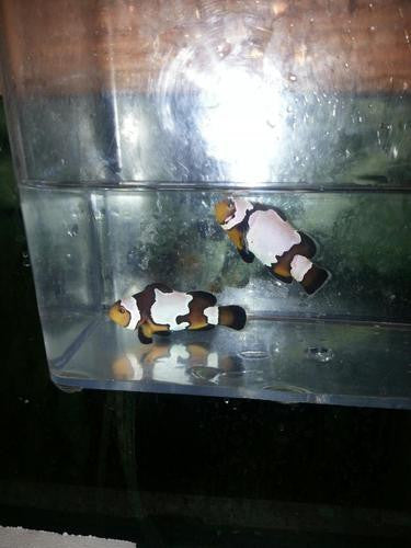 Assorted Captive Bred Designer Clowns (Extremes)