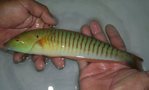 Cigar Wrasse (8")