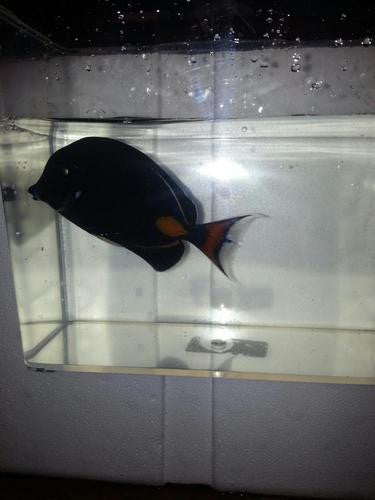 Achilles Tang |Acanthurus Achilles (2-1/2" juv)
