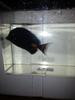 Achilles Tang |Acanthurus Achilles | 3-4"