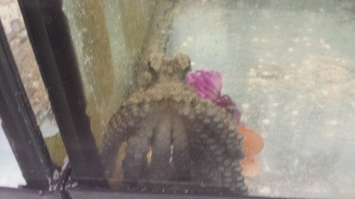 Octopus-small