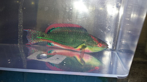 Exquisite Fairy Wrasse-Supermale