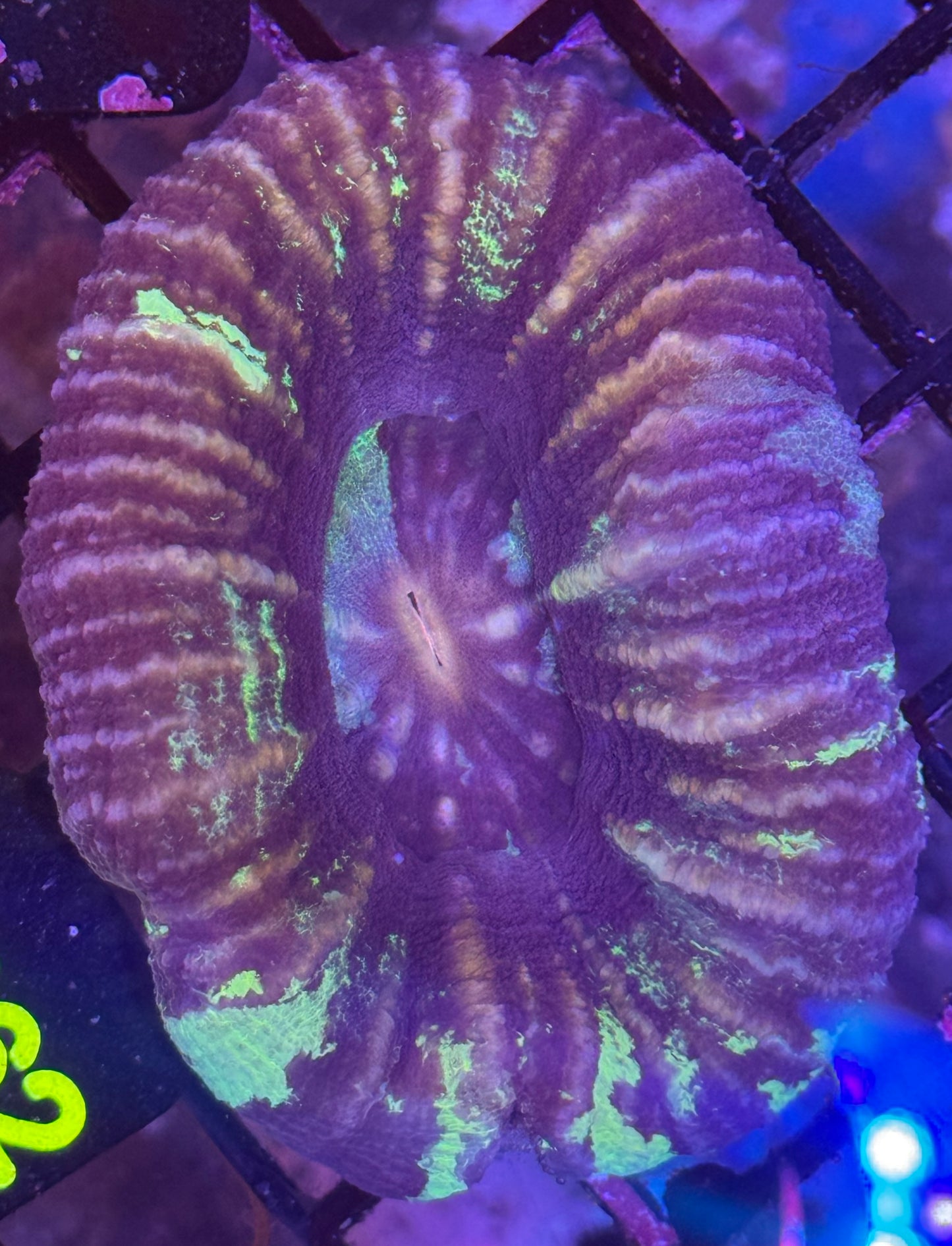 Scoly (D162)