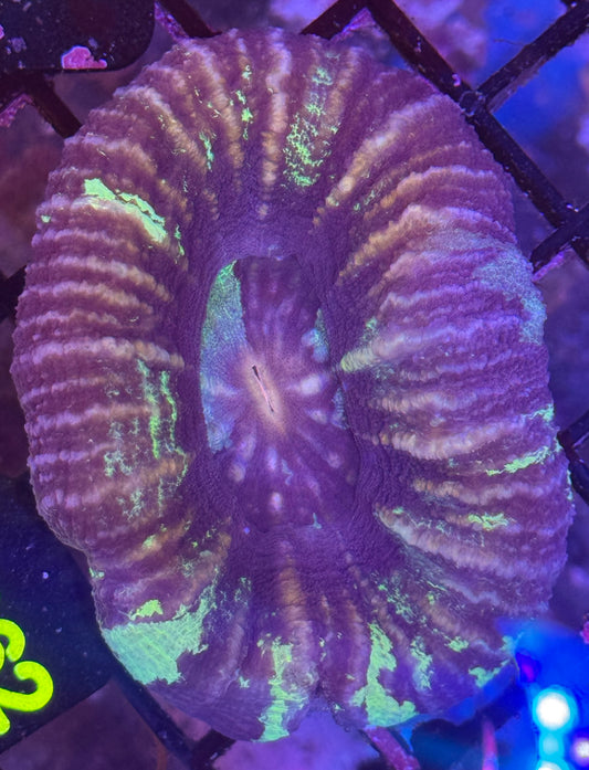 Scoly (D162)