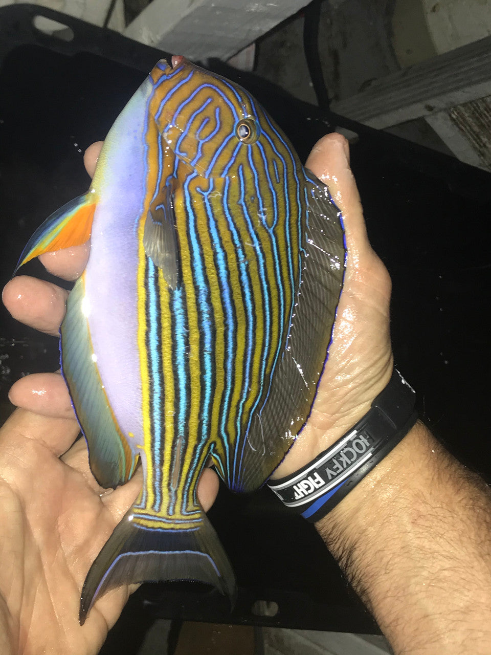 Clown Tang 10-12"