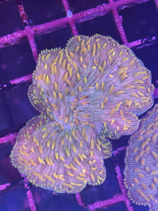 Fungia plate coral (B102)