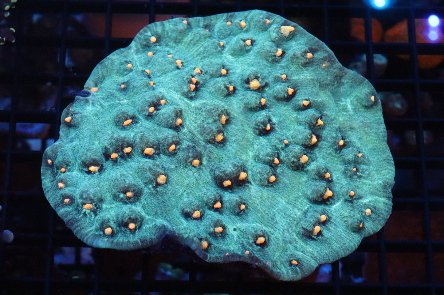 Green Yellow Eye Chalice Colony