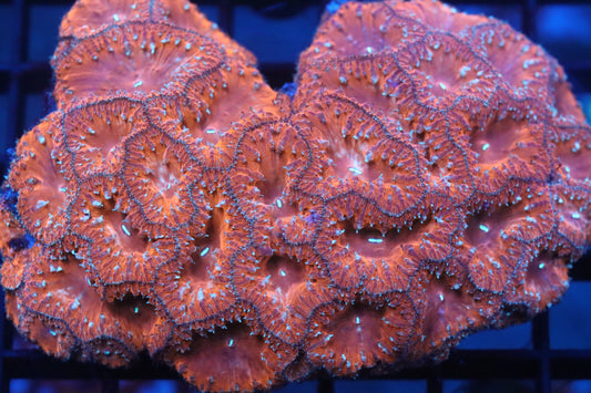 Blasto Colony (C9)