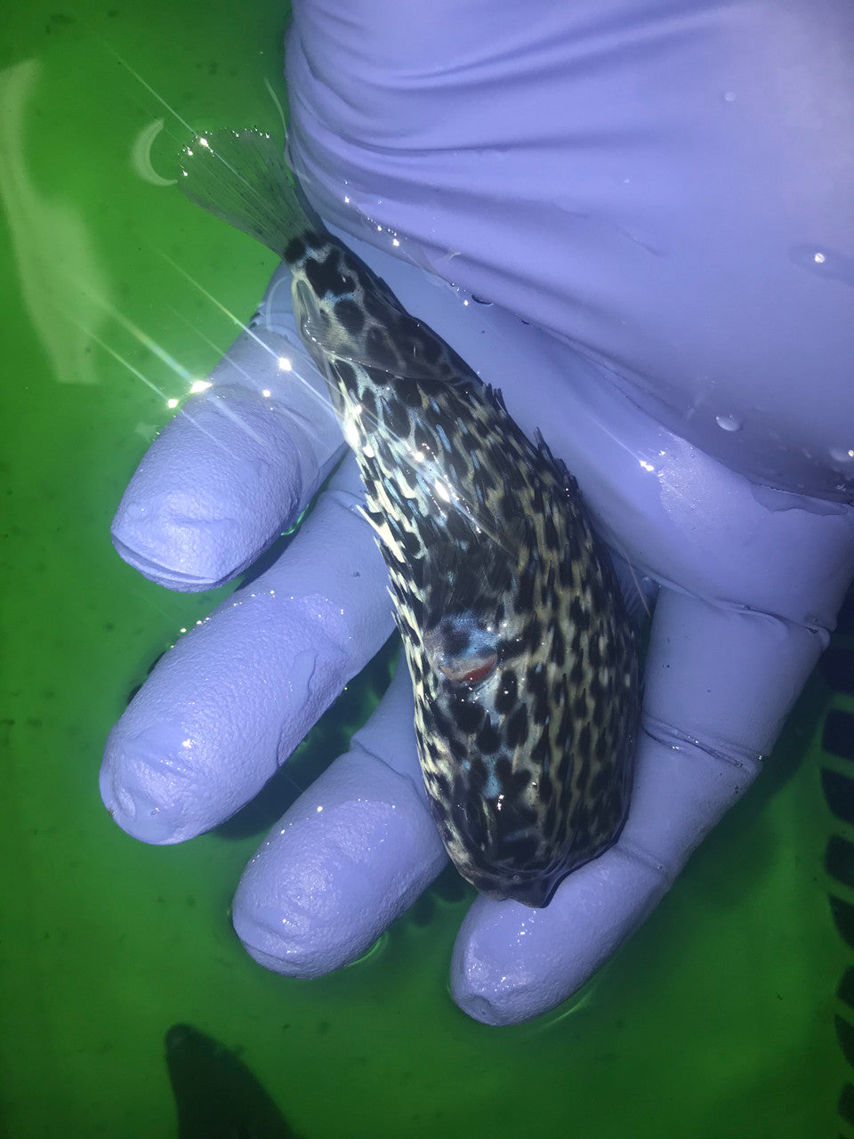Pelagic Porcupine Puffer | Diodon eydouxii (4")