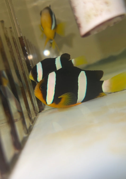 Clarkii Clownfish Pair