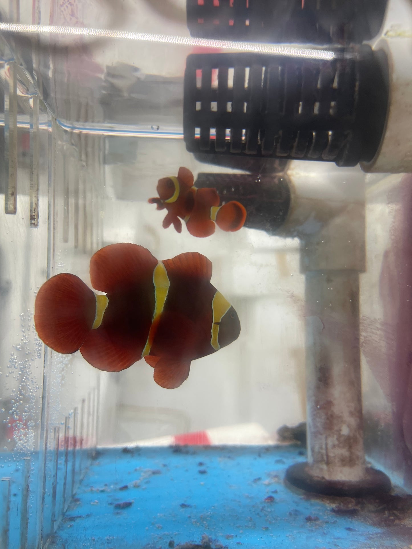 Gold Stripe Maroon Clownfish Pair (WYSIWYG)