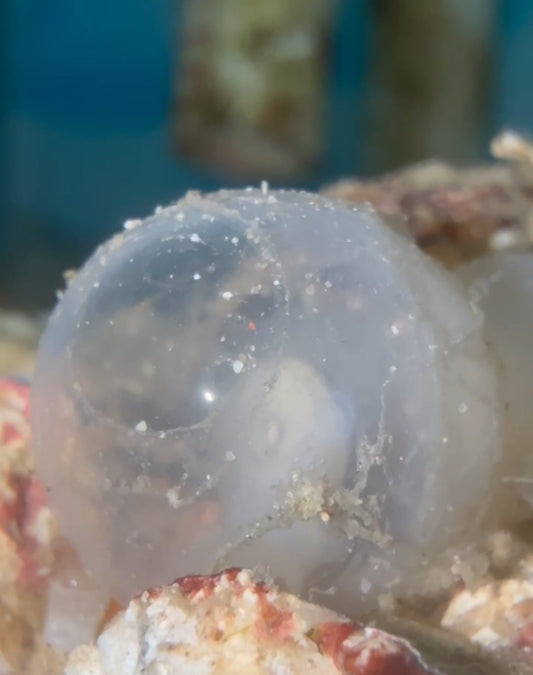 Mourning Cuttlefish Eggs - 5
